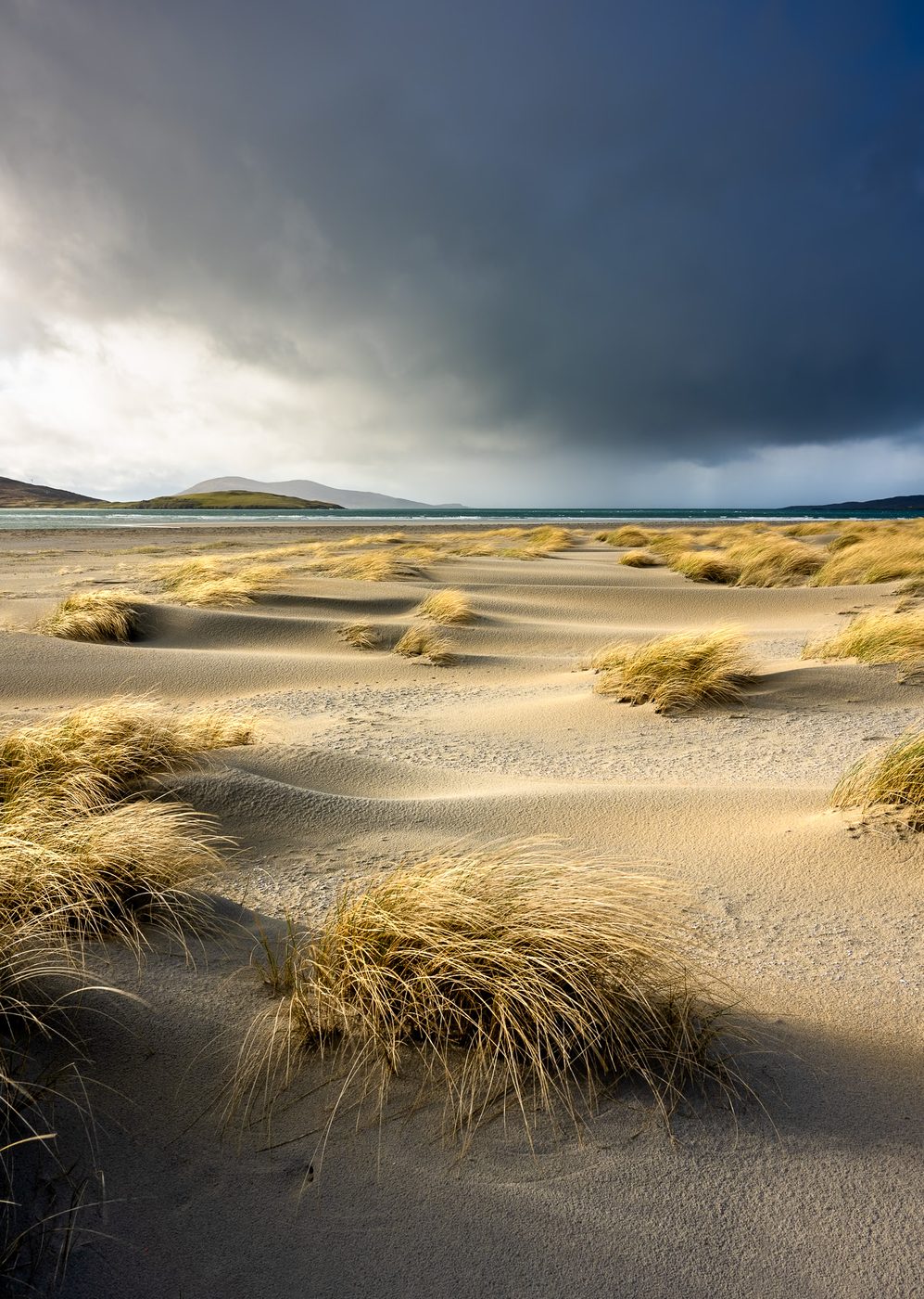 Wind-sculpted sand ripples and dune grass
